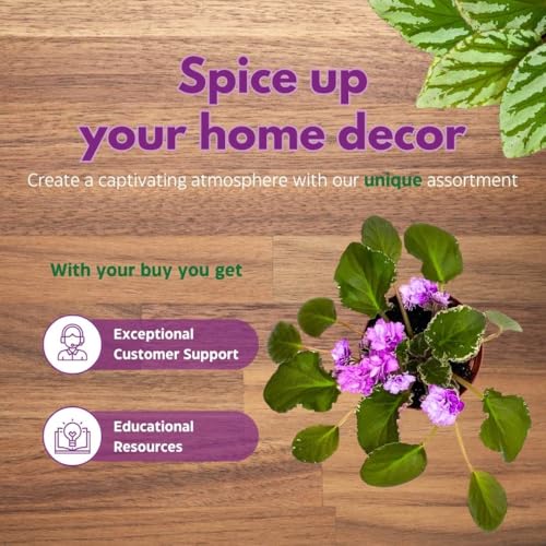 Harmony Foliage African Violet Wrangler's High Sierra 4 inch