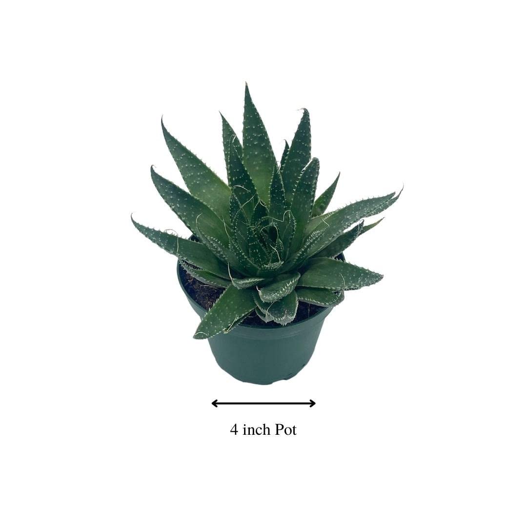 Gasteria Flow Haworthia Variegated Aloe, Tiger Aloe, Aloe Variegata, White Spotted, Polka dot lace Aloe in a 4 inch Pot