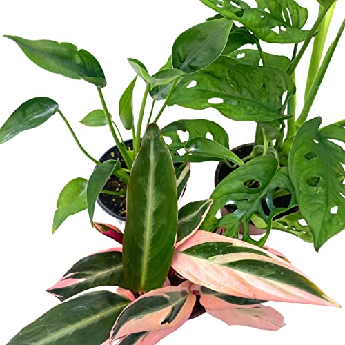 BubbleBlooms Indoor Foliage Assortment, 4 inch Set of 3, Best-Sellers Most Popular House Plant Variety