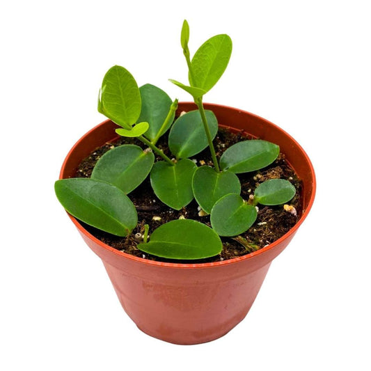 Hoya cumingiana in a 4 inch Pot Small Leaf Wax Plant