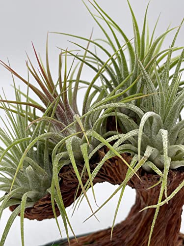 air plant for office BubbleBlooms Resin Bonsai Air Plant Tree, Glued with Live Air Plants, – Florida House Plants