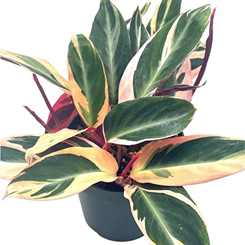 BubbleBlooms Triostar Stromanthe, 6 inch Sanguinea, Tricolor Variegated