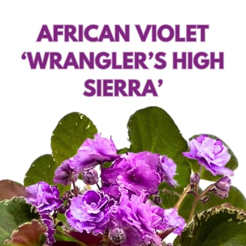 Harmony Foliage African Violet Wrangler's High Sierra 4 inch
