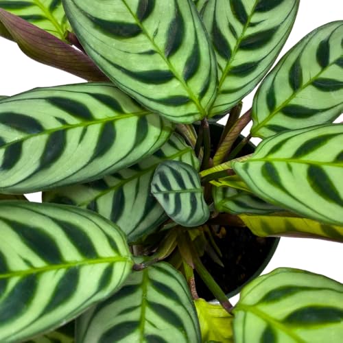 BubbleBlooms Calathea Burle Marxii in a 4 inch Pot Prayer Plant