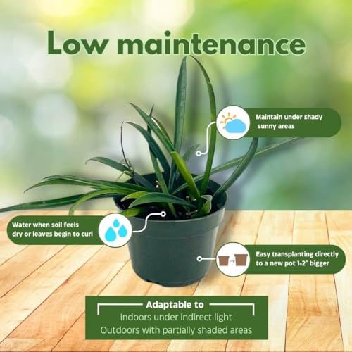 BubbleBlooms Hoya Kentiana in a 4 inch Pot