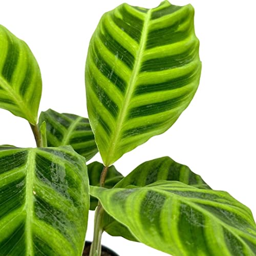 BubbleBlooms Calathea Zebrina, in a 4 inch Pot, Goeppertia Zebra Striped Prayer Plant
