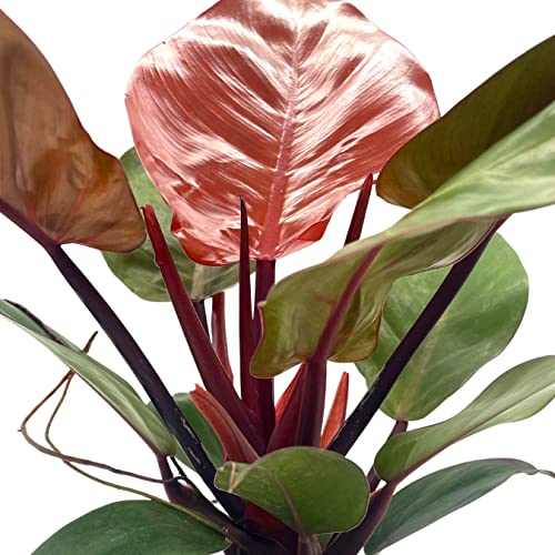BubbleBlooms Philodendron McColley's Finale, 4 inch Bright Red Philo
