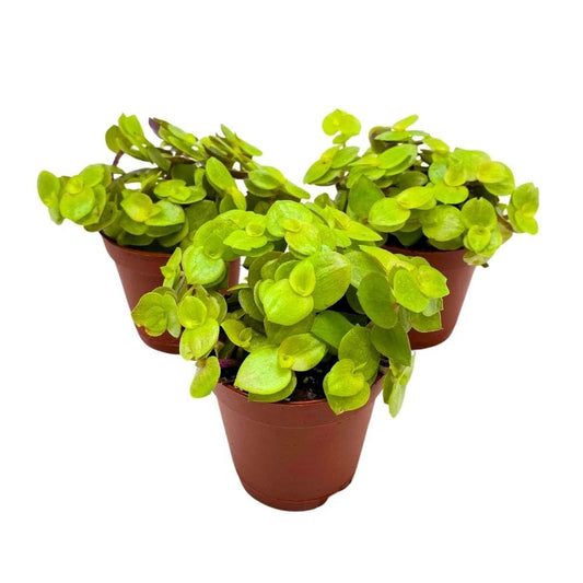 Callisia repens Gold 2 inch Set of 3 Miniature Wandering Dude Golden Form Tiny Mini Pixie Plants