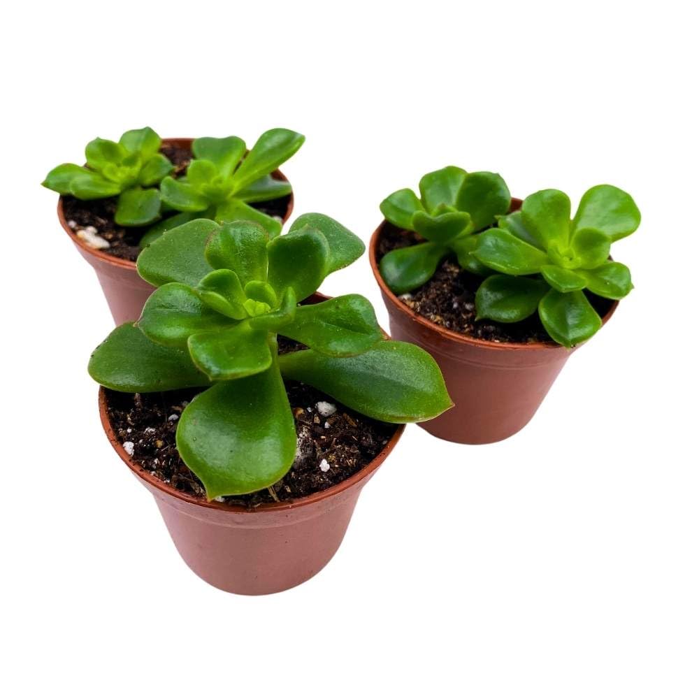 Echeveria Emerald Ripple, 2 inch Set of 3, Garden Succulents Tiny Mini Pixie