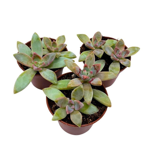 Graptoveria Blue Pearl, 2 inch Set of 3, Pink Tipped Succulent Tiny Mini Pixie