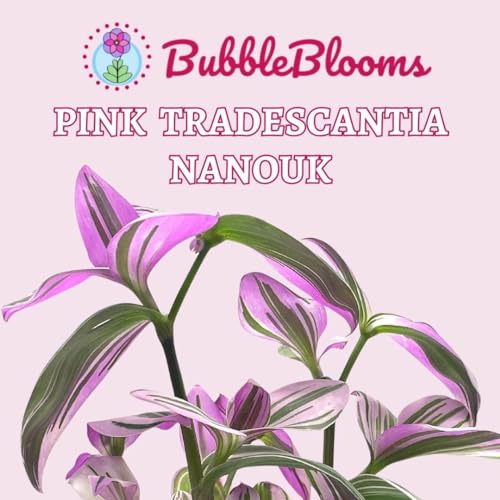 BubbleBlooms Pink Tradescantia Nanouk, in a 4 inch Pot Pink Variegated Wandering Dude