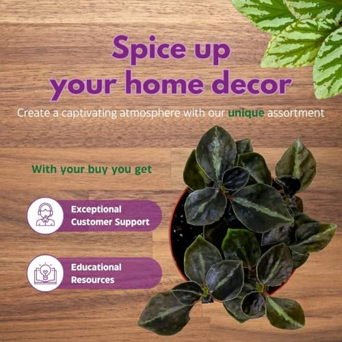 Harmony Foliage Peperomia Metallica Colombiana 4 inch