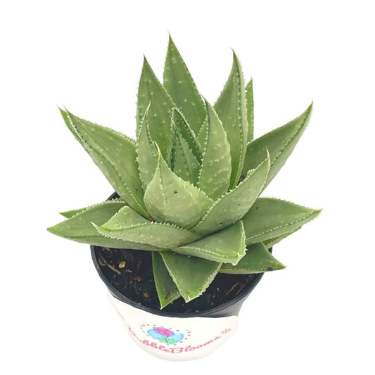 Aloe White Beauty, Variegated White Aloe Plant, Ribbed, Laced, Aloe Freckles, White Aloe Succulent, Rare Exotic Live Plant in 2.5 inch Pot