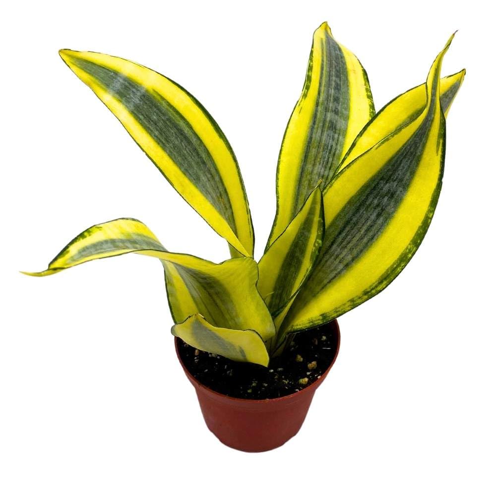 Sansevieria Gold Dust 4 inch Rare Dracaena trifasciata Hybrid Snake Plant