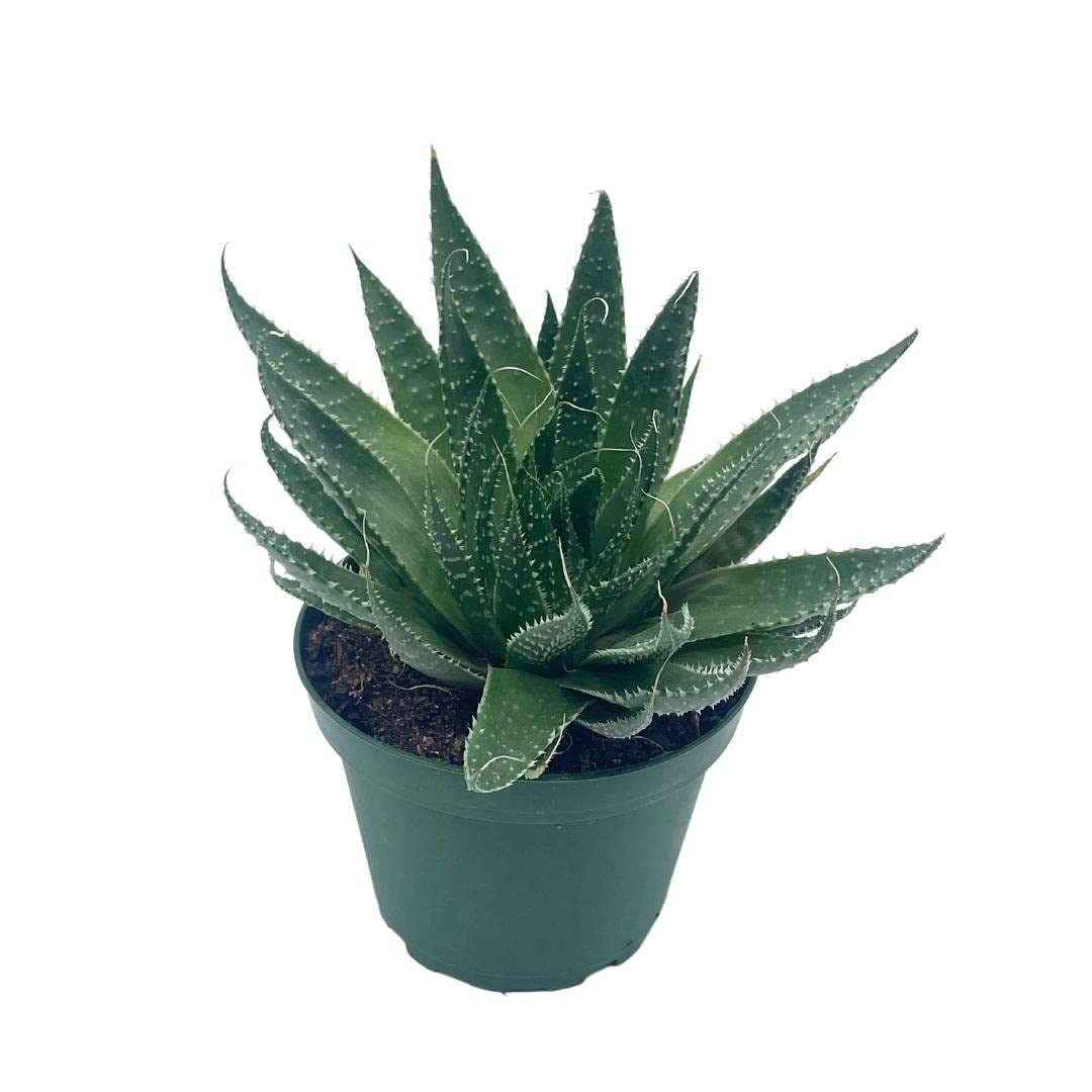 Gasteria Flow Haworthia Variegated Aloe, Tiger Aloe, Aloe Variegata, White Spotted, Polka dot lace Aloe in a 4 inch Pot