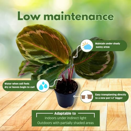 BubbleBlooms Calathea Medallion Set of 3 in 2 inch pots Tiny Mini Pixie Plant