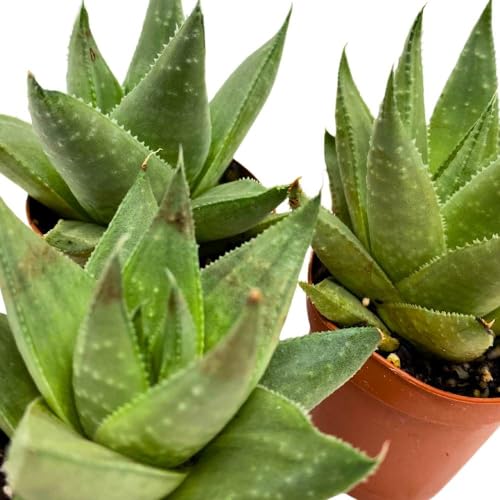 BubbleBlooms Haworthia Savanna White Beauty, 2 inch Set of 3, Rare Aloe Succulent Tiny Mini Pixie Plant