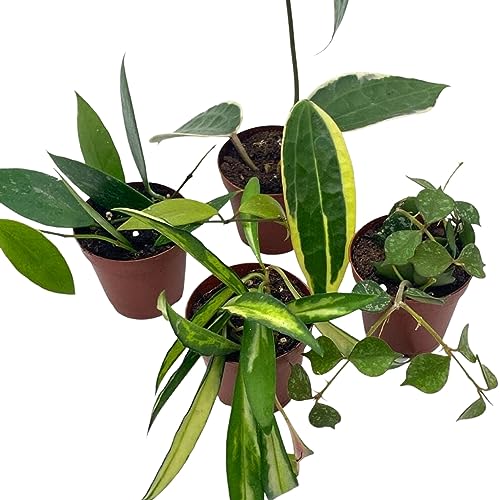 BubbleBlooms Hoya Variety Assortment 2 inch Set of 4 Grower's Choice Live Potted Premium Collection