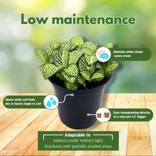 white anne plant indoor BubbleBlooms White Star Fittonia Albivenis Nerve Plant in a 4 inch Pot – Florida House Plants