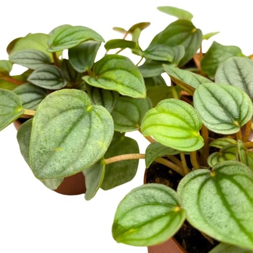 BubbleBlooms Peperomia Frost, 2 inch Set of 3, Ripple Caperata Tiny Mini Pixie Plants
