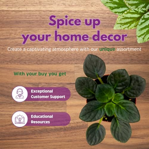 Harmony Foliage African Violet Radiant Glow 4 inch Purple Flower