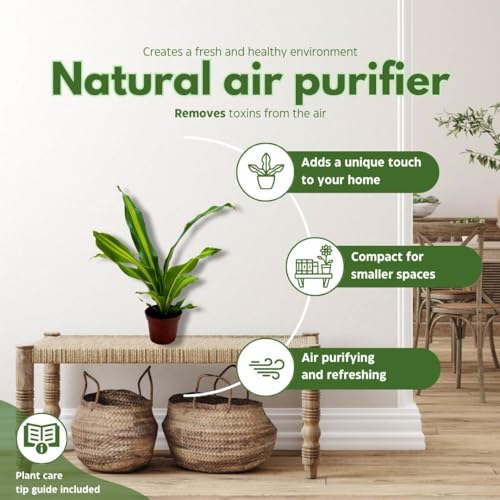 BubbleBlooms Dracaena Fragrans, 4 inch Corn Plant, Inner Variegated, House Plant