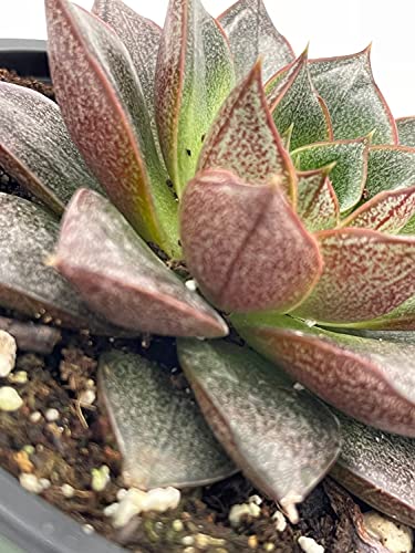 Echeveria purpusorum, Urbinia Purpusii, Dudleya Purpusii, Rare Succulent, Variegated Plant, Dark Black Echeveria, Rosette Shape, Natural