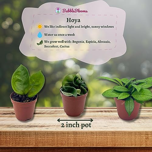 BubbleBlooms Hoya Variety Assortment Plant Set, Premium Set, Variegated Wayetii, Curtisii, Macrophylla, Linearis and More in 2 inch pots