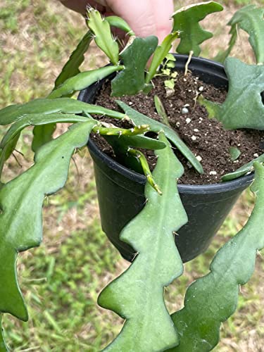 BubbleBlooms Disocactus Anguloger, Selenicereus Anthonynaus, RIC Rac Zip Zag Fishbone Cactus, in a 4 inch Pot