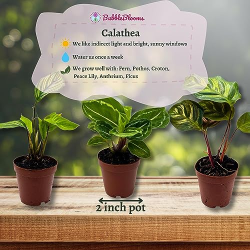 BubbleBlooms Calathea Assortment Set, 2 inch pots, 5 Different Prayer Plants, pet Friendly Indoor Low Light