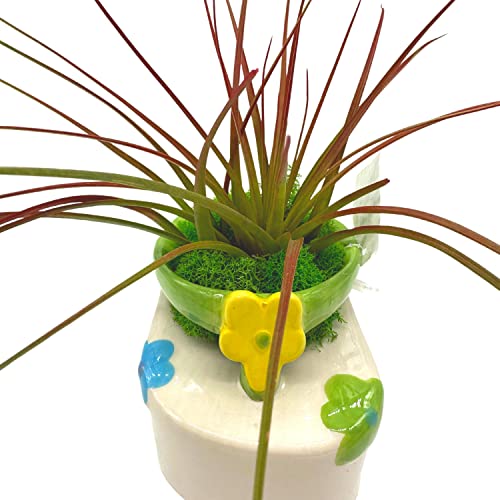 BubbleBlooms Tillandsia Planted in a Ceramic Sandal Shaped Planter, Flip Flop Pot