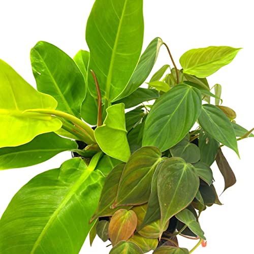 BubbleBlooms Philodendron Assortment Set, 4 inch pots, Set of 3, Indoor Houseplants Grower's Choice Variety