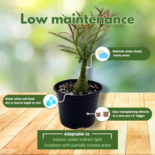 BubbleBlooms Desert Rose Fei Fan 5 inch Pot Pink Red and White Variegated Exotic Rare Flower