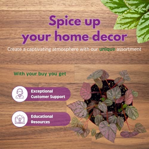 Harmony Foliage Harmony's Stormy Sunset Rhizomatous Begonia 6 inch Pink Rhizo