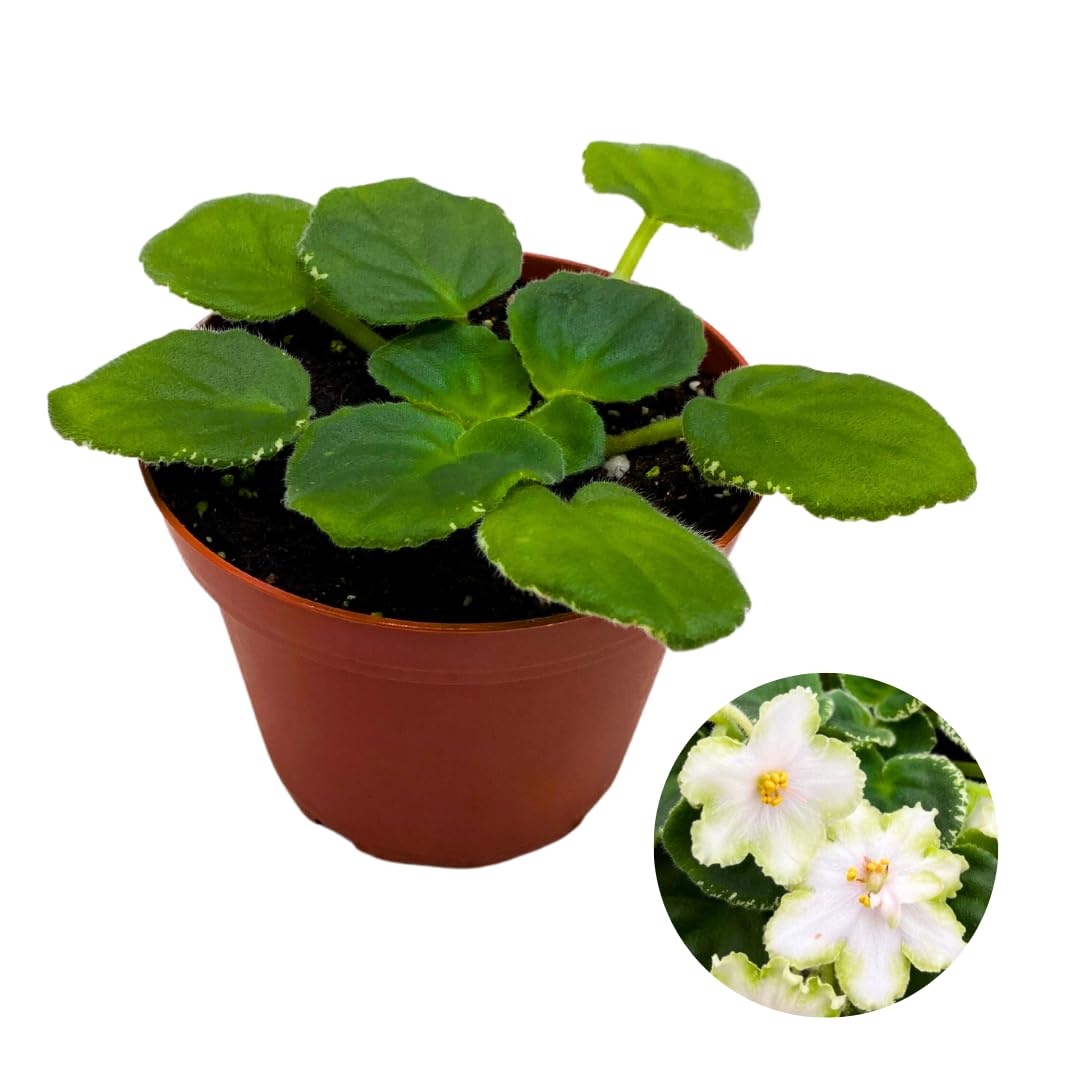 Harmony Foliage African Violet Ma's Lily Pad 4 inch White Flower