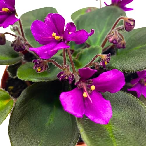 Harmony Foliage Hunter's Venom African Violet Saintpaulia 4 inch