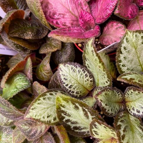 Harmony Foliage Episcia Flame Violet Wholesale Assortment in 4 inch Pots 15-Pack Bulk