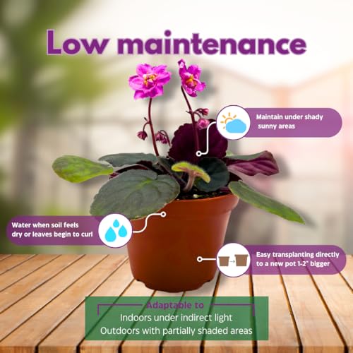 Harmony Foliage African Violet Harmony's Hot Flash 4 inch Pink Flower