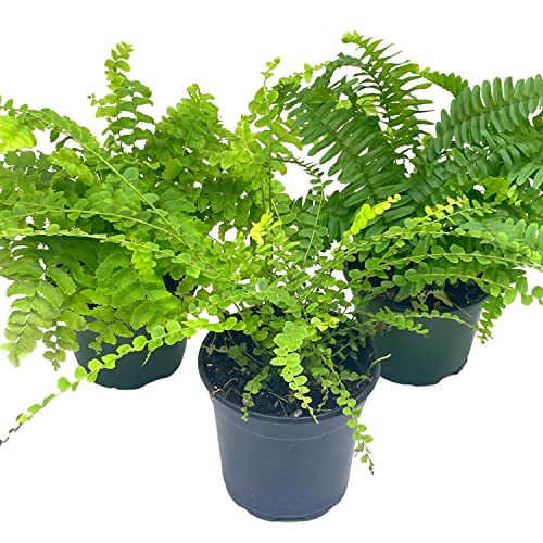 BubbleBlooms Boston Fern Assortment, 3 Different 4 inch Boston Ferns, Nephrolepis exaltata Variety Mix