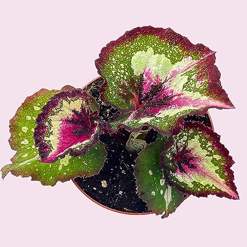Harmony's First Kiss Series, Begonia Rex 4 inch Pot, Pink Center and Band, Green White Splash grower's Choice
