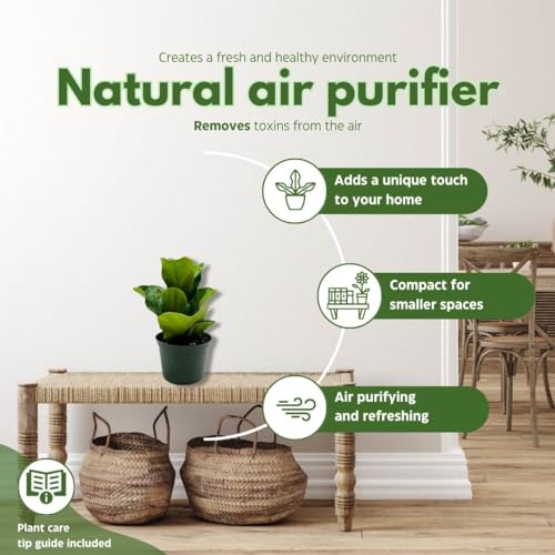 BubbleBlooms Fiddle-Leaf Fig, Ficus lyrata, Banjo Fig in 6 inch Pot