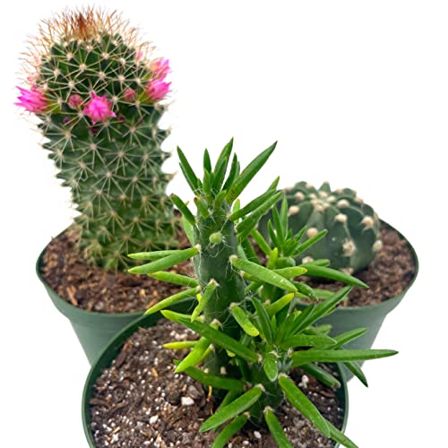 BubbleBlooms Cactus Assortment, 4 inch Set of 3, Best-Sellers Most Popular Cacti Variety