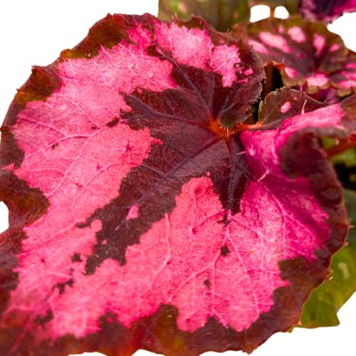 Harmony Foliage Harmony's Cherry Blossom Begonia Rex 4 inch Red Black Curly