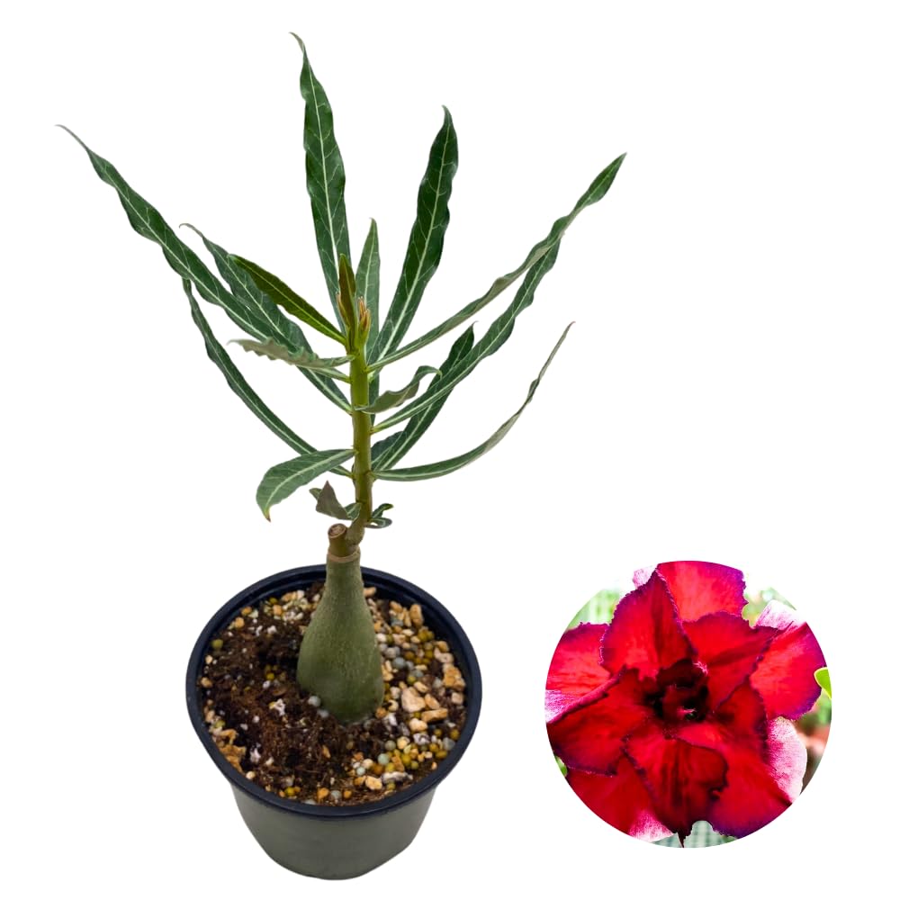 BubbleBlooms Desert Rose Perfume in a 4 inch Pot Extremely Rare Flower