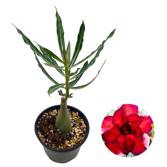 BubbleBlooms Desert Rose Perfume in a 4 inch Pot Extremely Rare Flower