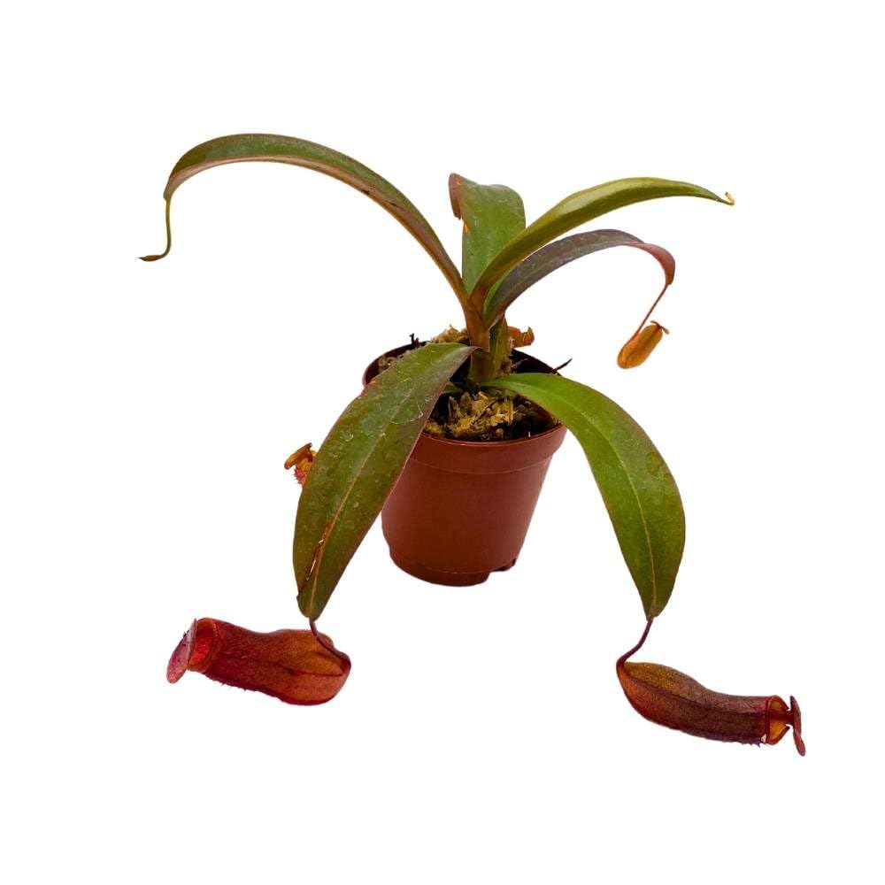 Nepenthes Rebecca Soper, 2 inch, Red Tropical Pitcher Carnivorous Plant