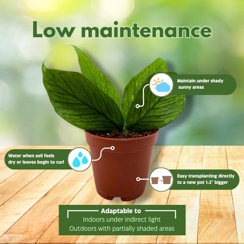 BubbleBlooms Hoya Polyneura in a 2 inch Pot Tiny Mini Pixie Plant