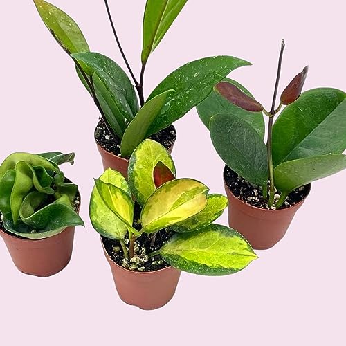BubbleBlooms Hoya Variety Assortment 2 inch Set of 4 Grower's Choice Live Potted Premium Collection