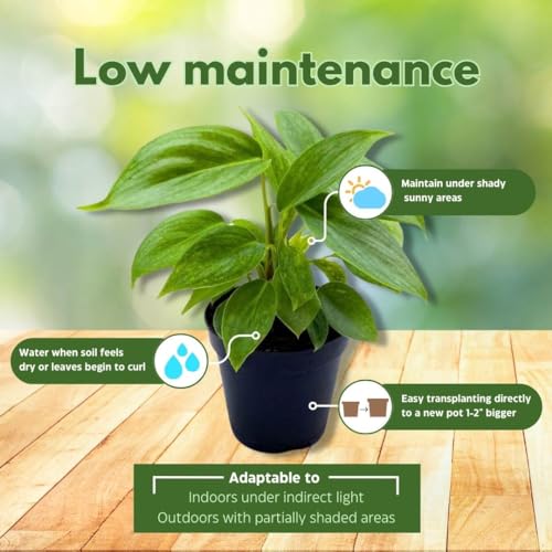 BubbleBlooms Philodendron Sodiroi in a 2 inch Pot Silver Leaf Philo