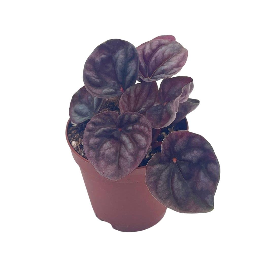 Red Peperomia caperata, Red Emerald Ripple, Frost, Platinum, in a 2 inch Pot Tiny Mini Pixie Plant